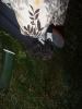 DSC01504.JPG - 2009:09:20 03:00:57