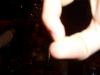 photo062.jpg - 